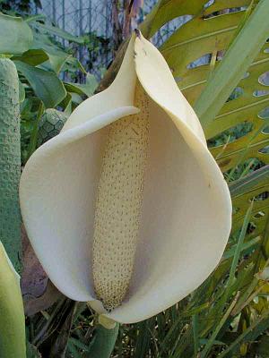 monstera_large.jpg - Monstera deliciosaKnown as "locust and wild honey", "St. John's Bread", "tornelia" and "hurricane plant", Monstera is a delicious fruit that almost defies description. One suggestion is that it tastes like a mixture of pineapple, strawberry and banana. A mature fruit can be seen on the left of the photo and can be eaten once the 'scales' start to fall off. Wish you were here to enjoy some with me!