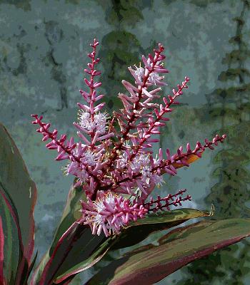 ti_large.gif - Flowers of the Ti plant.The Ti-leaves are used to make the authentic grass skirts of Hawaii used in hula dances.The plants were grown from a slip of Ti brought back from Hawaii in 1986