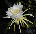 cereus_large