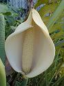 monstera_large
